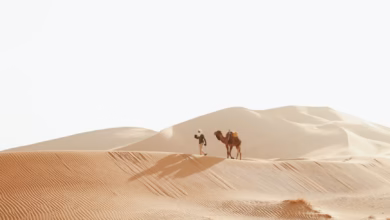 Golden Sahara desert dunes with sweeping golden sand landscape in Morocco under a clear sky, showing a vast camel trail scene