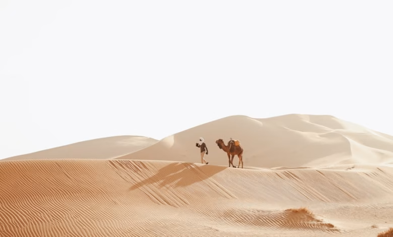 Golden Sahara desert dunes with sweeping golden sand landscape in Morocco under a clear sky, showing a vast camel trail scene