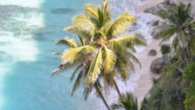 Bali beach landscape with palm trees, turquoise sea, and a tropical Indonesia island shoreline