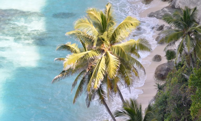 Bali beach landscape with palm trees, turquoise sea, and a tropical Indonesia island shoreline
