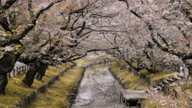 Cherry blossoms framing a historic Japanese castle with spring blooms under a clear sky, showcasing one of the best cherry bl