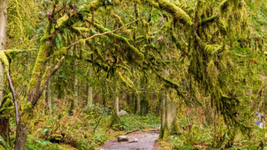 Scenic coastal mountains and evergreen forests near Vancouver with ocean views and a winding shoreline under a bright sky.