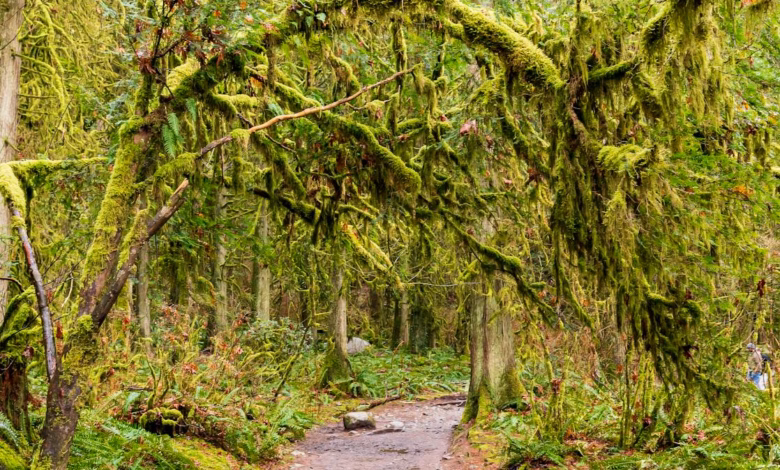 Scenic coastal mountains and evergreen forests near Vancouver with ocean views and a winding shoreline under a bright sky.