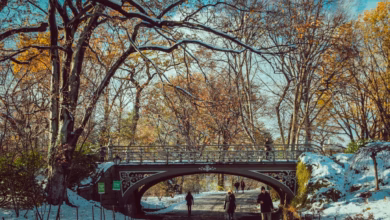 Lush New York park with tree-lined paths, open lawns, and the Manhattan skyline in the distance, a peaceful highlight in this