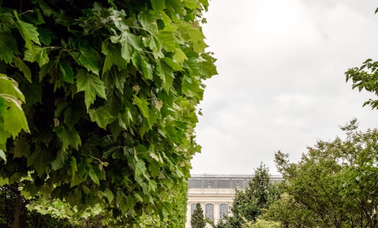 Tree-lined path through a Paris park with lush green gardens and classic city nature in France