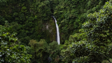 Lush Costa Rica rainforest with cascading waterfalls, dense jungle foliage, and vibrant wildlife in a scenic eco tourism land