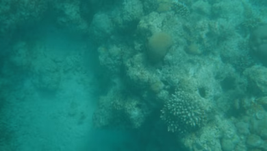Vibrant Red Sea coral reef with turquoise water and a striking marine landscape off the coast of Saudi Arabia