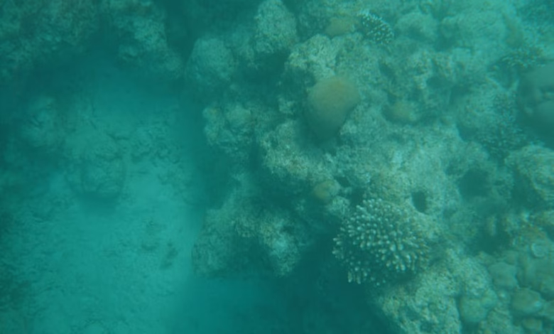 Vibrant Red Sea coral reef with turquoise water and a striking marine landscape off the coast of Saudi Arabia