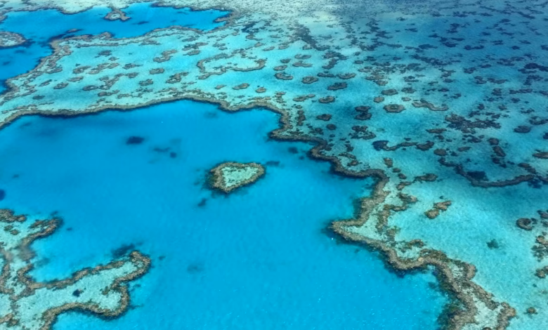 Aerial view of the Great Barrier Reef in Australia, showing vibrant coral formations, turquoise ocean, and marine nature.