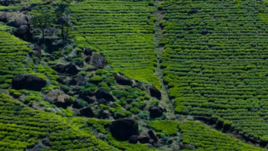 Lush Sri Lanka tea plantations stretching across rolling green hills beside a scenic train route, with misty mountain landsca