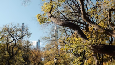 Central Park New York landscape with winding city park paths, lush trees, and distant skyline framed by urban nature.