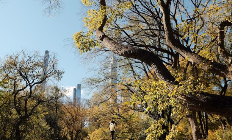 Central Park New York landscape with winding city park paths, lush trees, and distant skyline framed by urban nature.